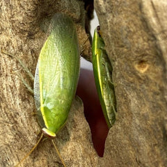 Panchlora Nivea Conroe Texas Locality Roach