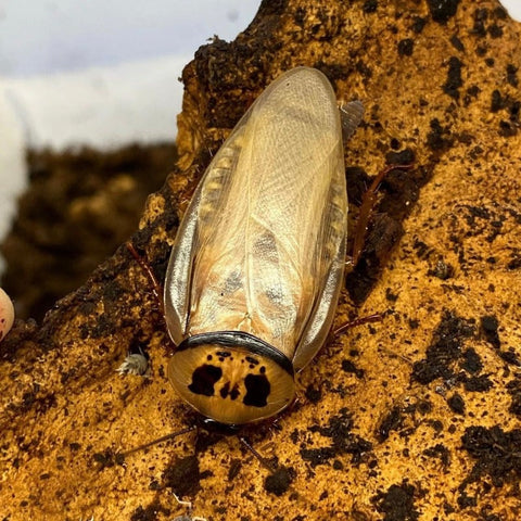 Eublaberus Sp. "Ivory Roach"