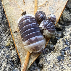 Venezillo Sp. Castle Black