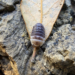 Venezillo Sp. Castle Black