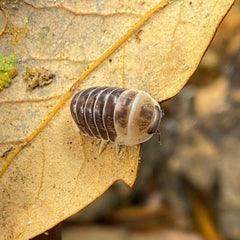 Venezillo Sp. Castle Black