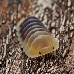 Cubaris sp."Jupiter"