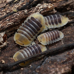 Cubaris sp."Jupiter"