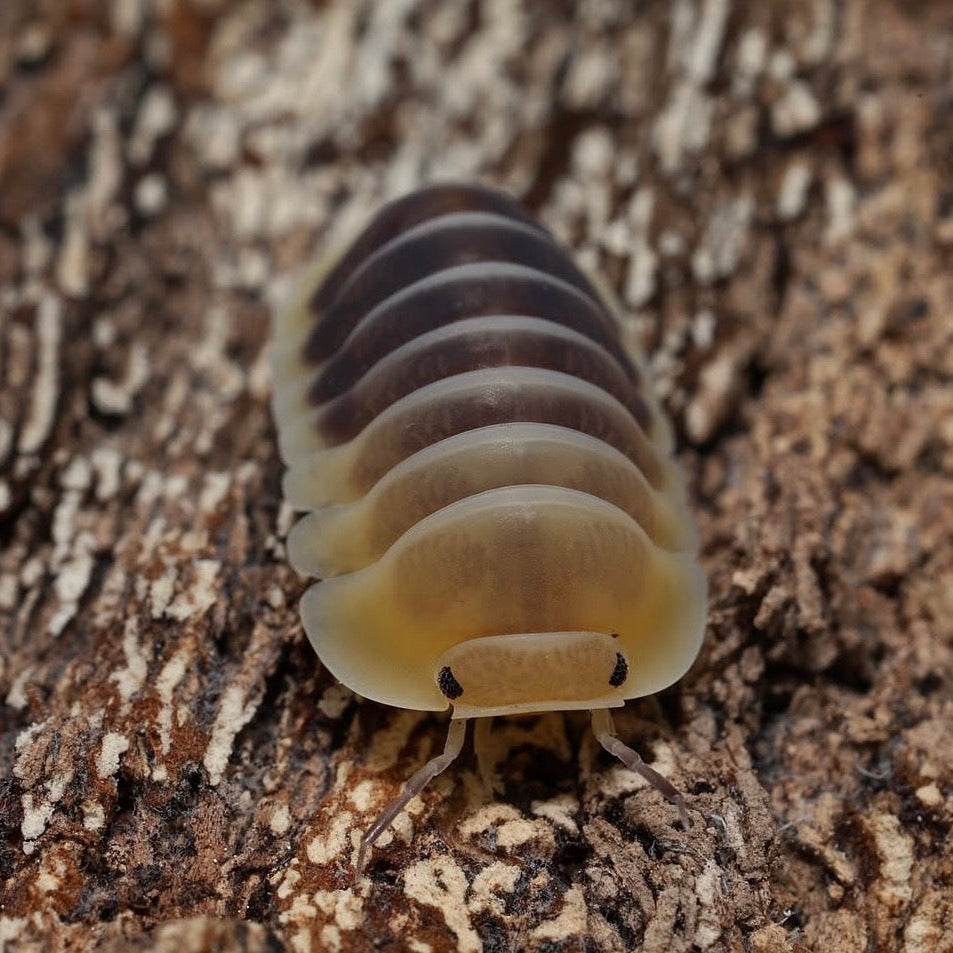 Cubaris sp."Jupiter"