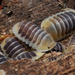 Cubaris sp."Jupiter"