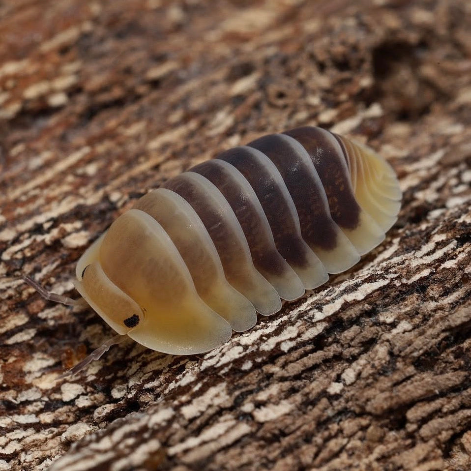 Multicolored pill bug on a wooden surface