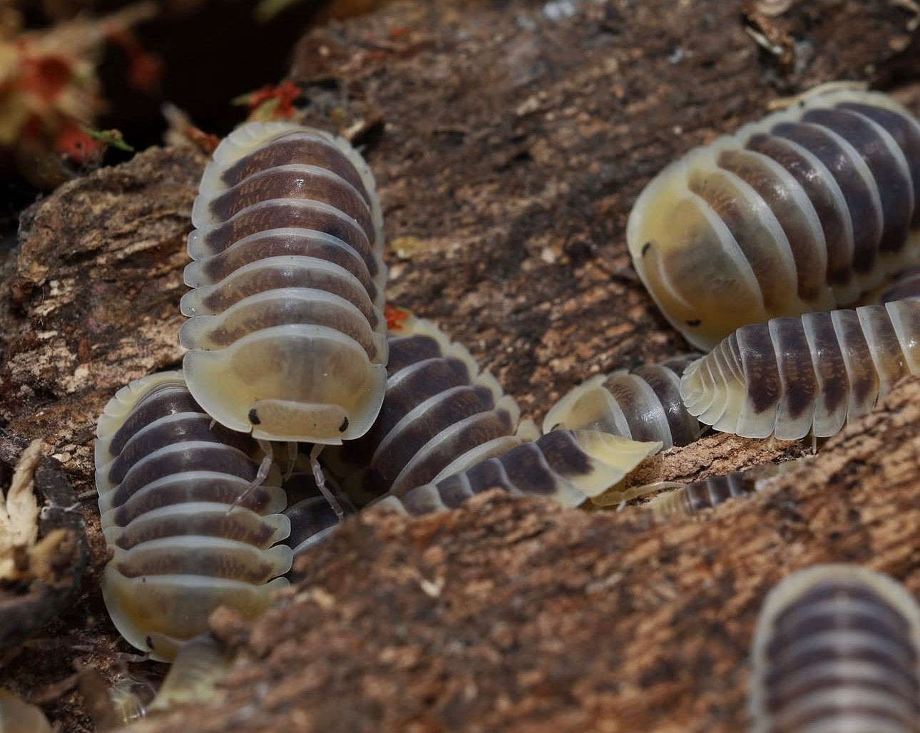 Multiple pill bugs on a wooden surface