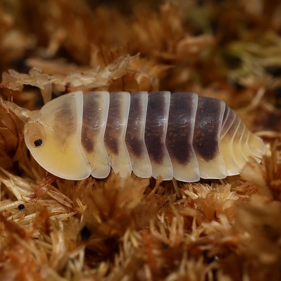 Isopod on a bed of dry grass