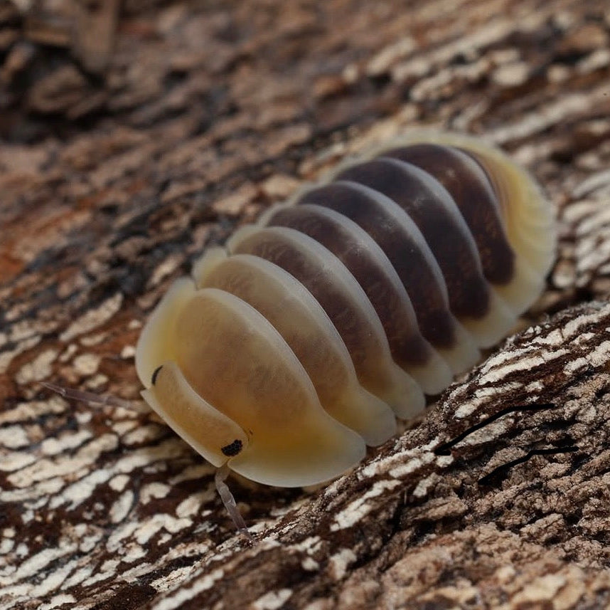 Multicolored pill bug on a textured surface
