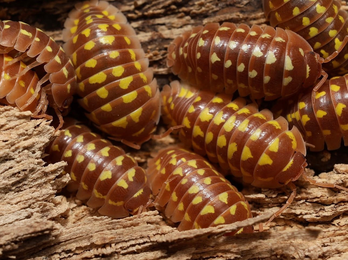 Armadillidium gestroi "Caramel"