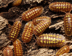 Armadillidium gestroi "Caramel"