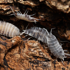 isopods

