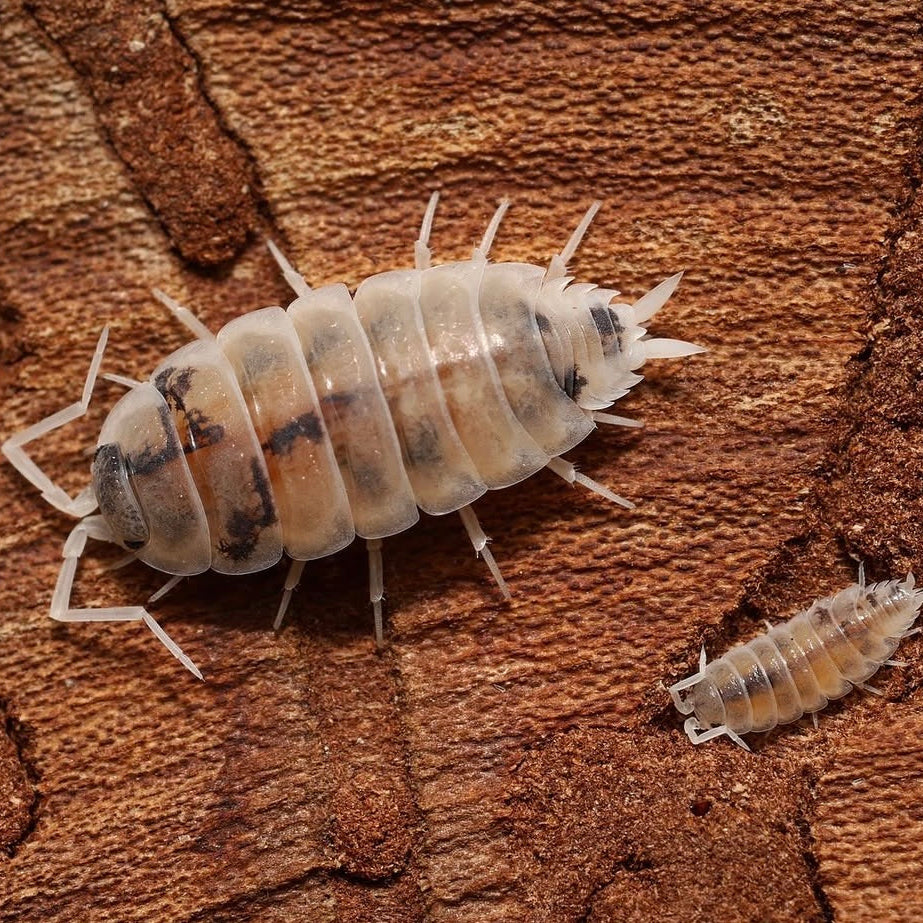 Two sow bugs on a wooden surface