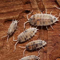 Melba Dalmatian Powders - Porcellionides pruinosus “Melba Dalmatian”