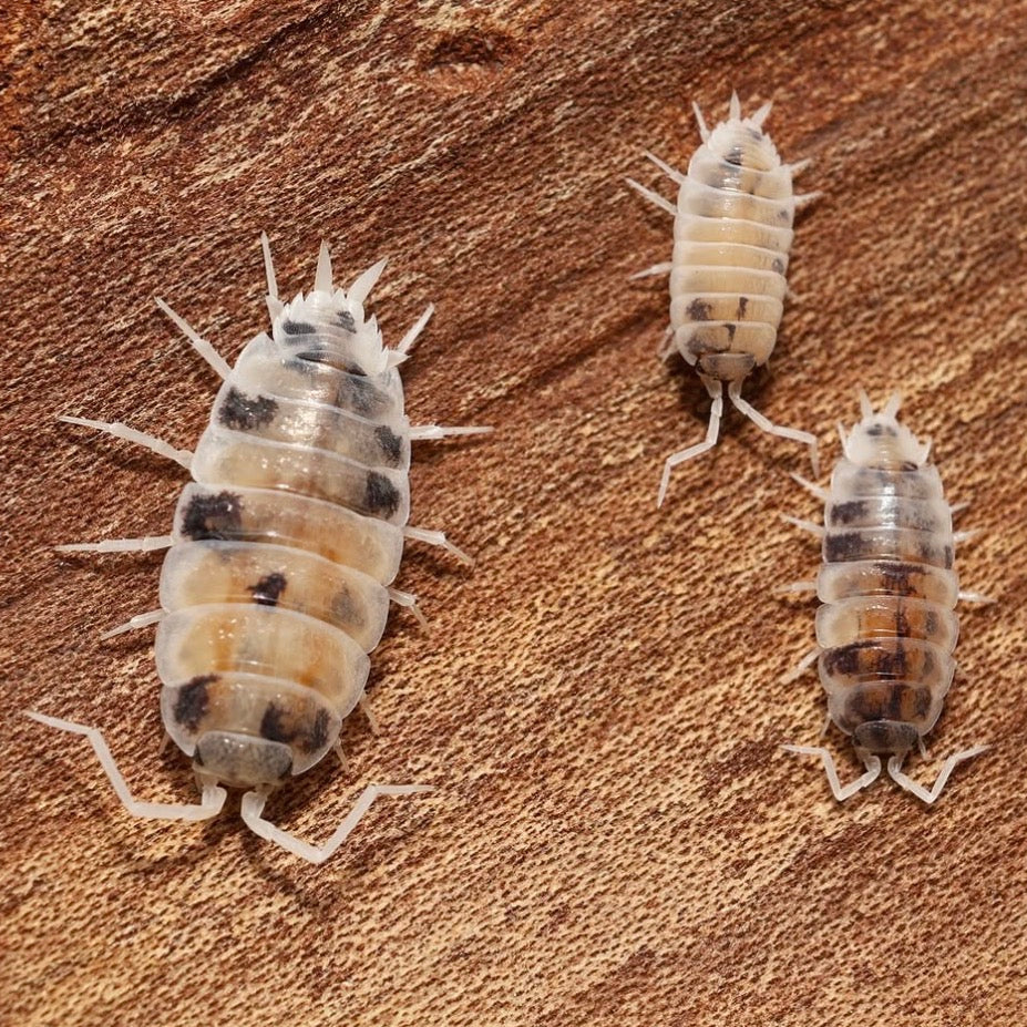 Isopods on a textured brown surface