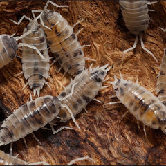 Melba Dalmatian Powders - Porcellionides pruinosus “Melba Dalmatian”