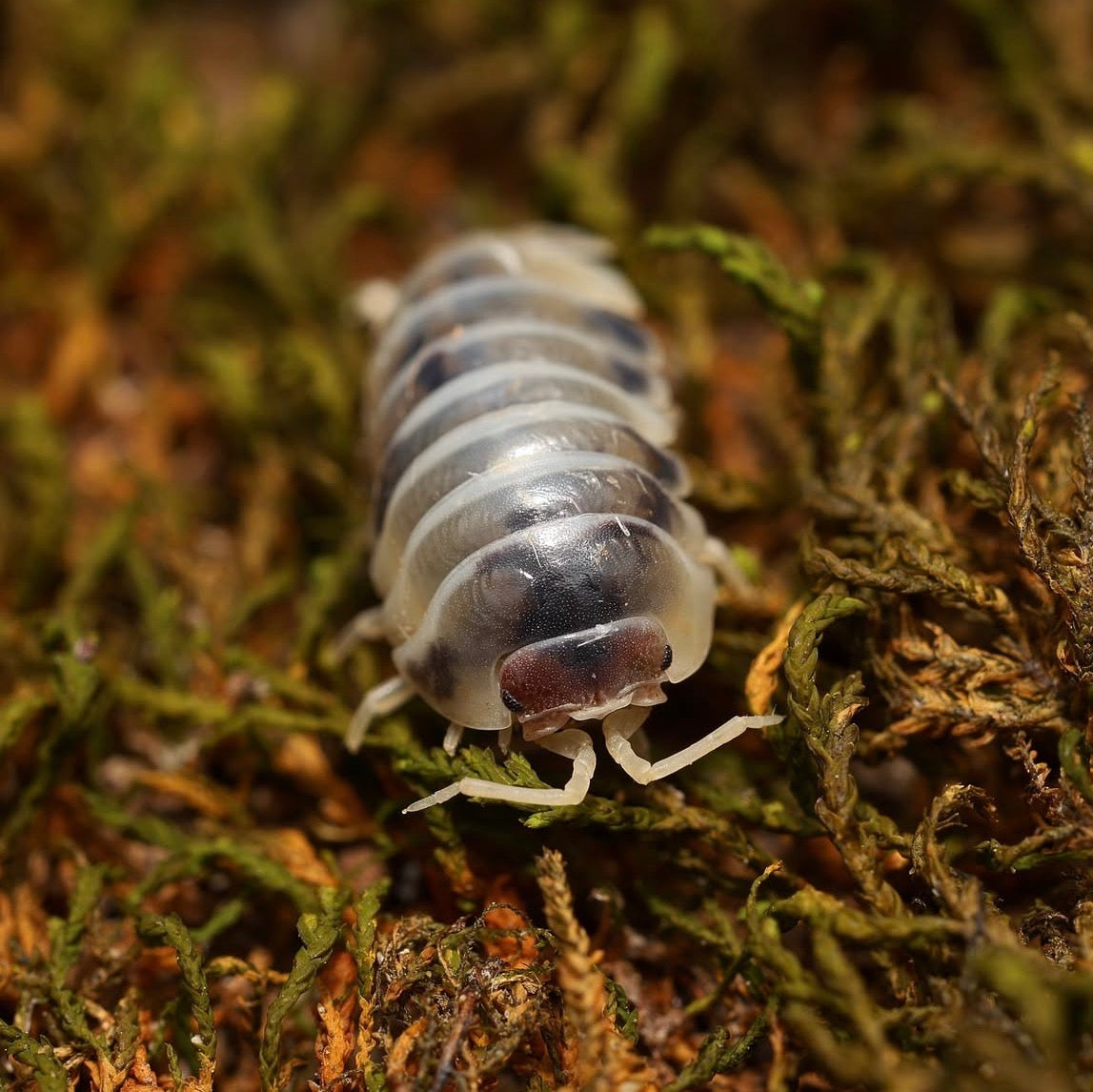 Armadillidium flavoscutatum "Coffee Mate"