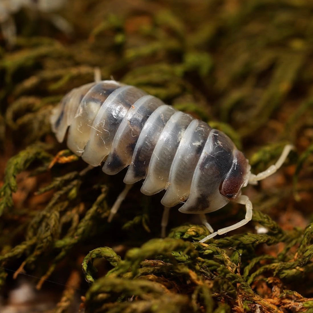 Multicolored pill bug on a bed of green moss