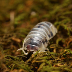 Armadillidium flavoscutatum "Coffee Mate"