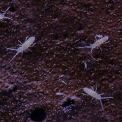 Coecobrya Sp. Tropical Pink Springtails