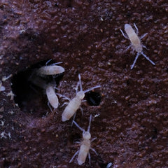 Coecobrya Sp. Tropical Pink Springtails