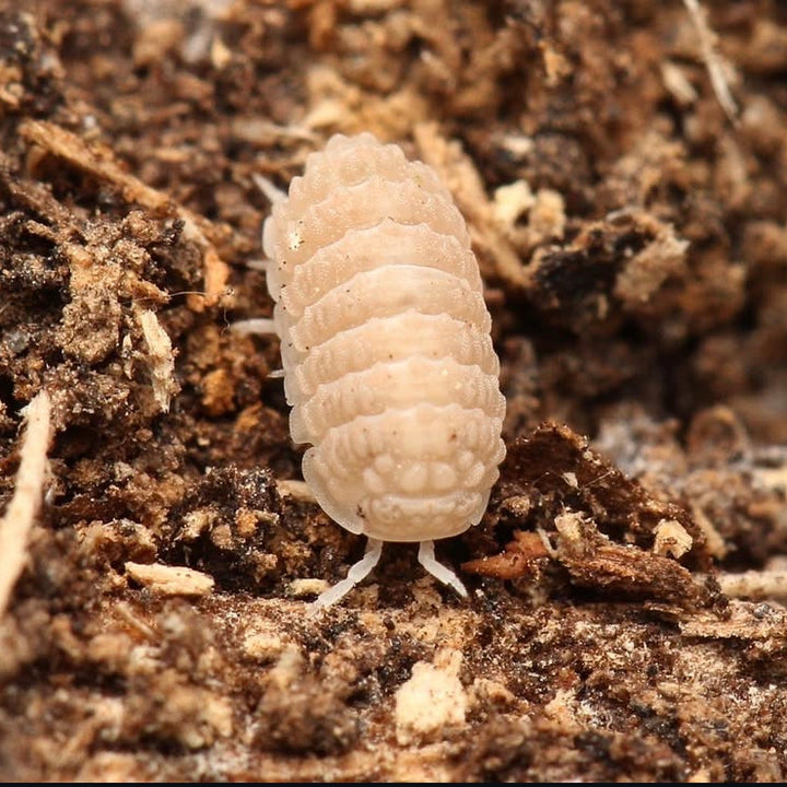 Porcellio Isopods For Sale – Tropical Isopods