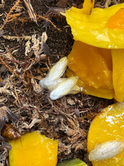 Panchlora Sp. Costa Rican Yellow - 15 Count Mixed Size Roach