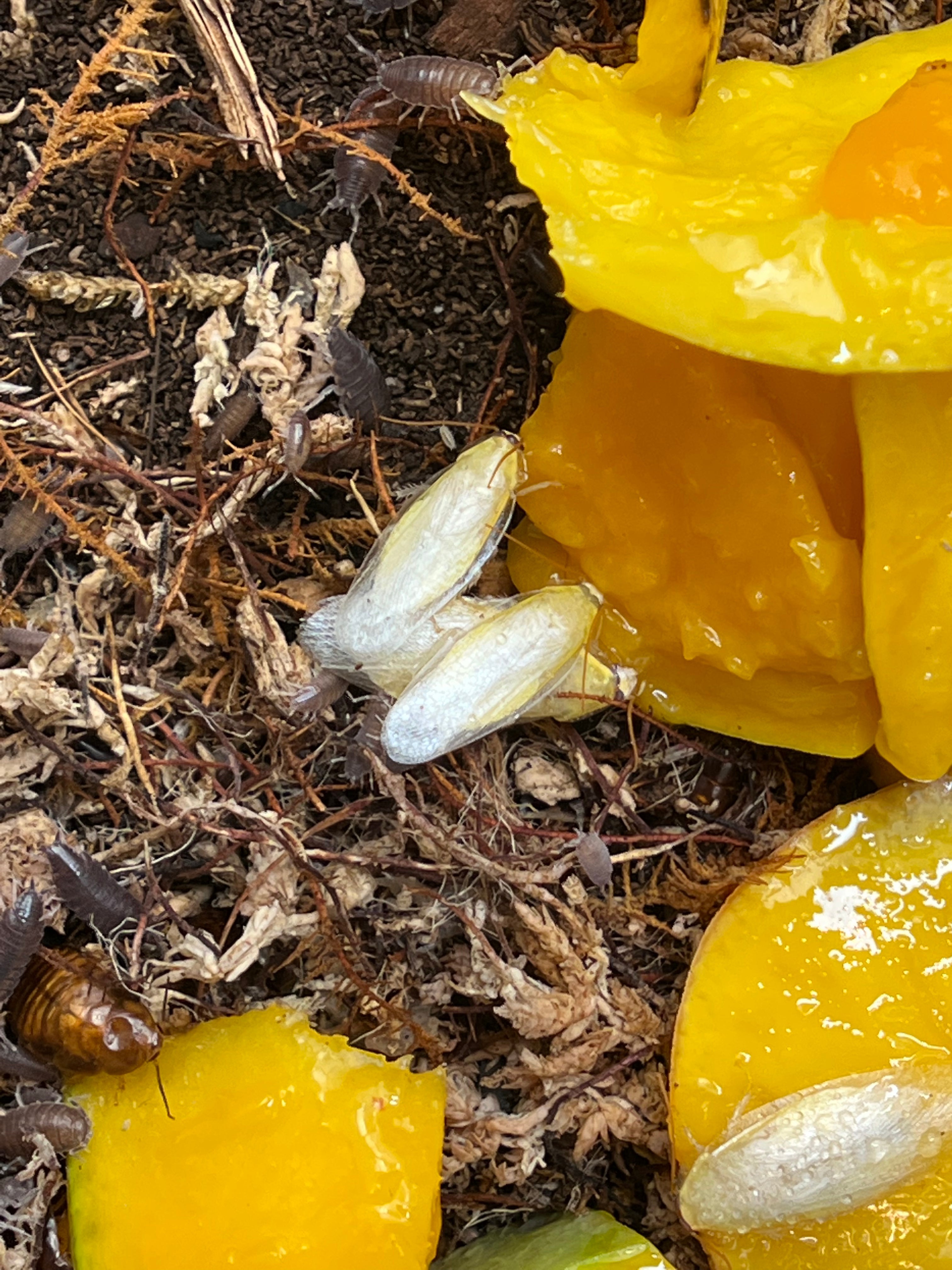 Panchlora Sp. Costa Rican Yellow - 15 Count Mixed Size Roach