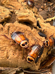 Eurycotis Decipiens "Zebra Roach"