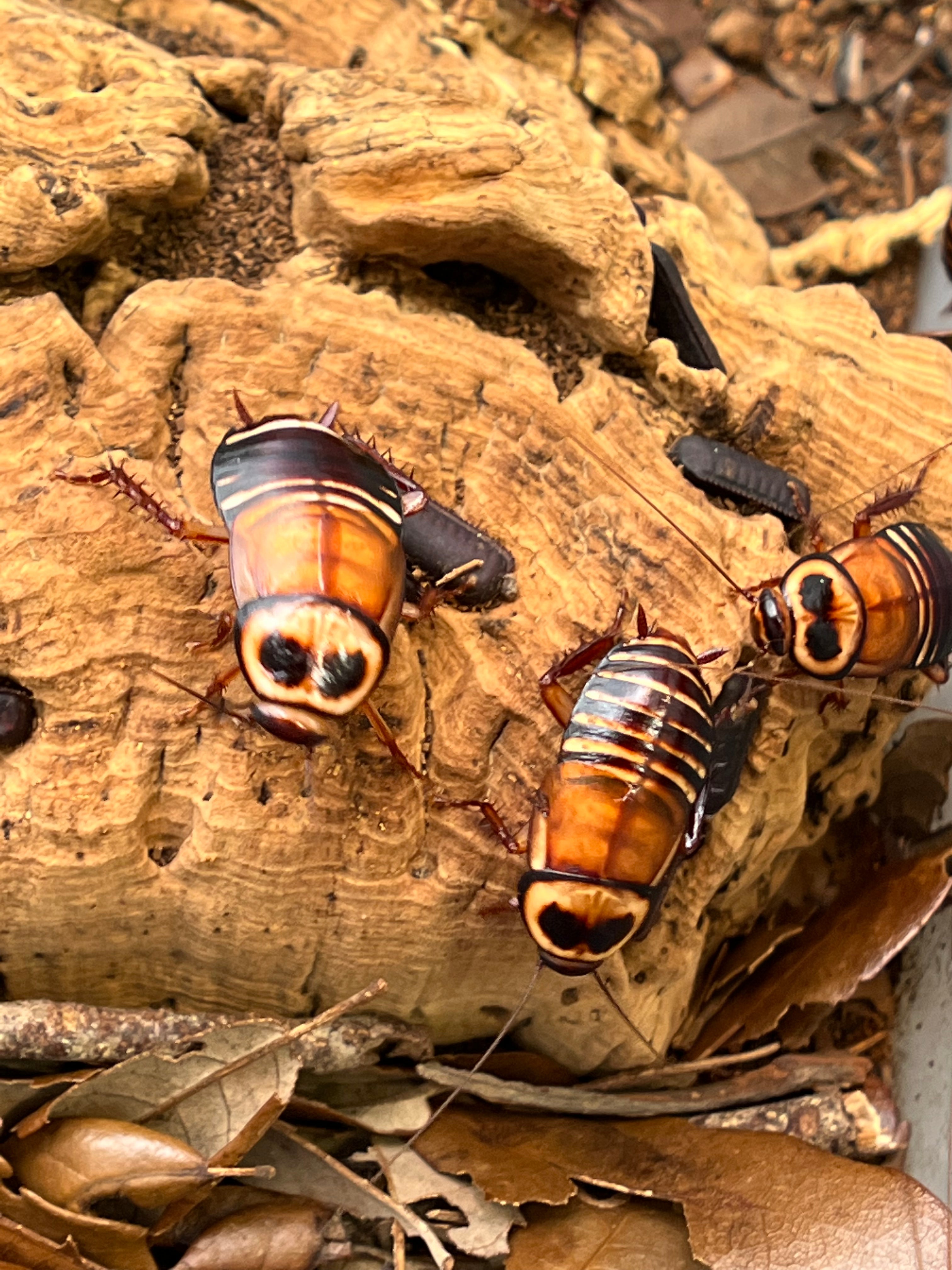 Eurycotis Decipiens "Zebra Roach"