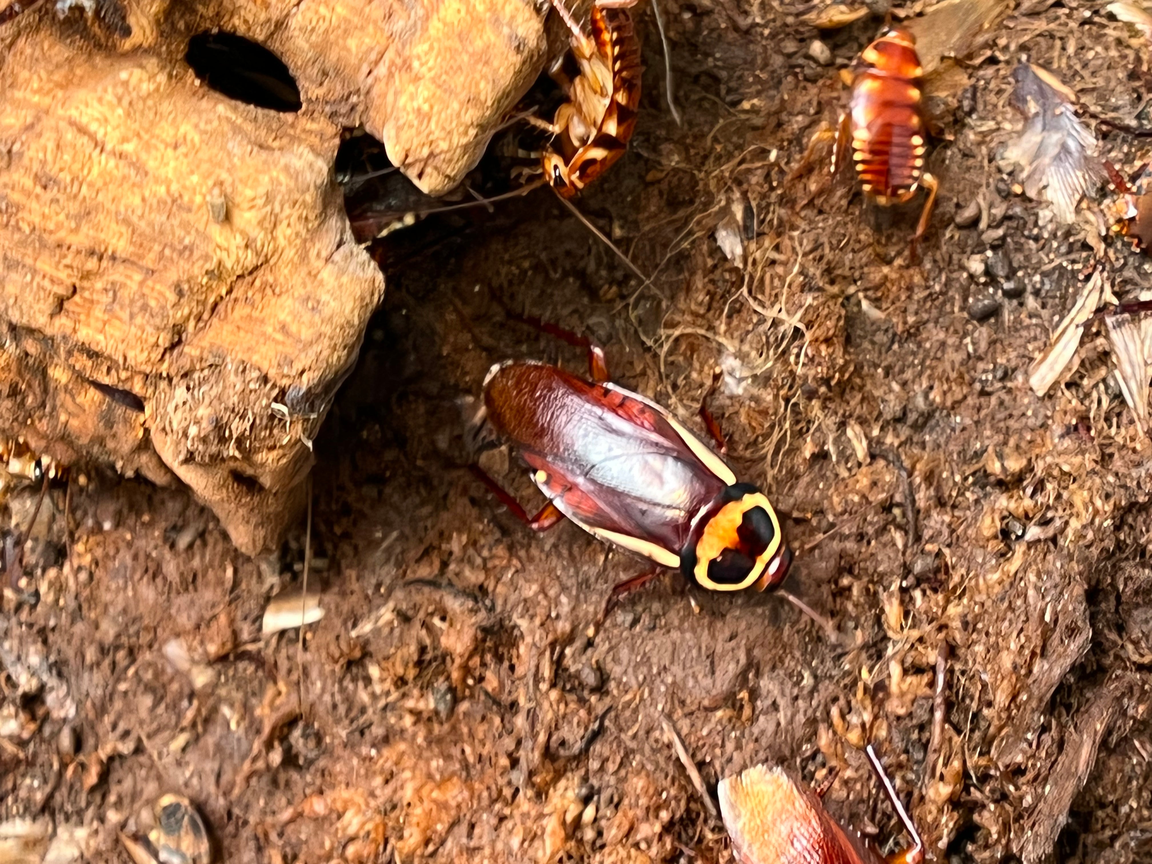 Periplaneta Australiase Australian Cockroach - 24 Count Mixed Size Roach