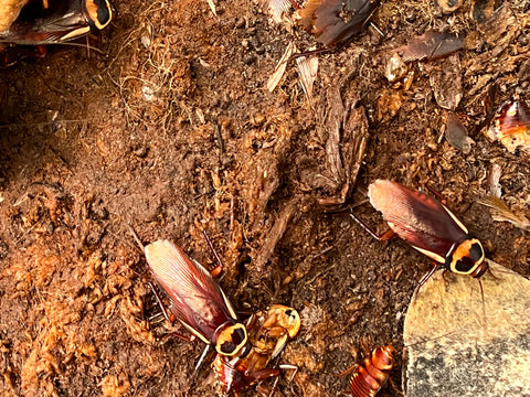 Periplaneta Australiase "Australian Cockroach"