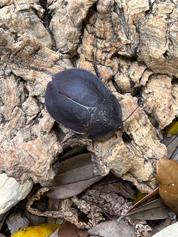 Ergaula Pilosa "Big Black Beetle Mimic"