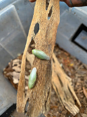 Panchlora Sp. Costa Rica - 12 Count Mixed Size Roaches Roach