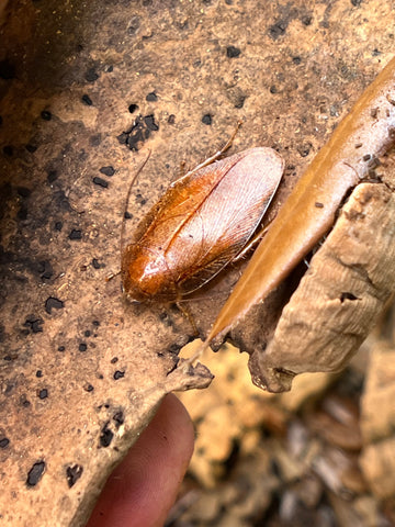 Epilamparae Sp. Borneo - Bornean Leaf Roach 12 Count Mix Size