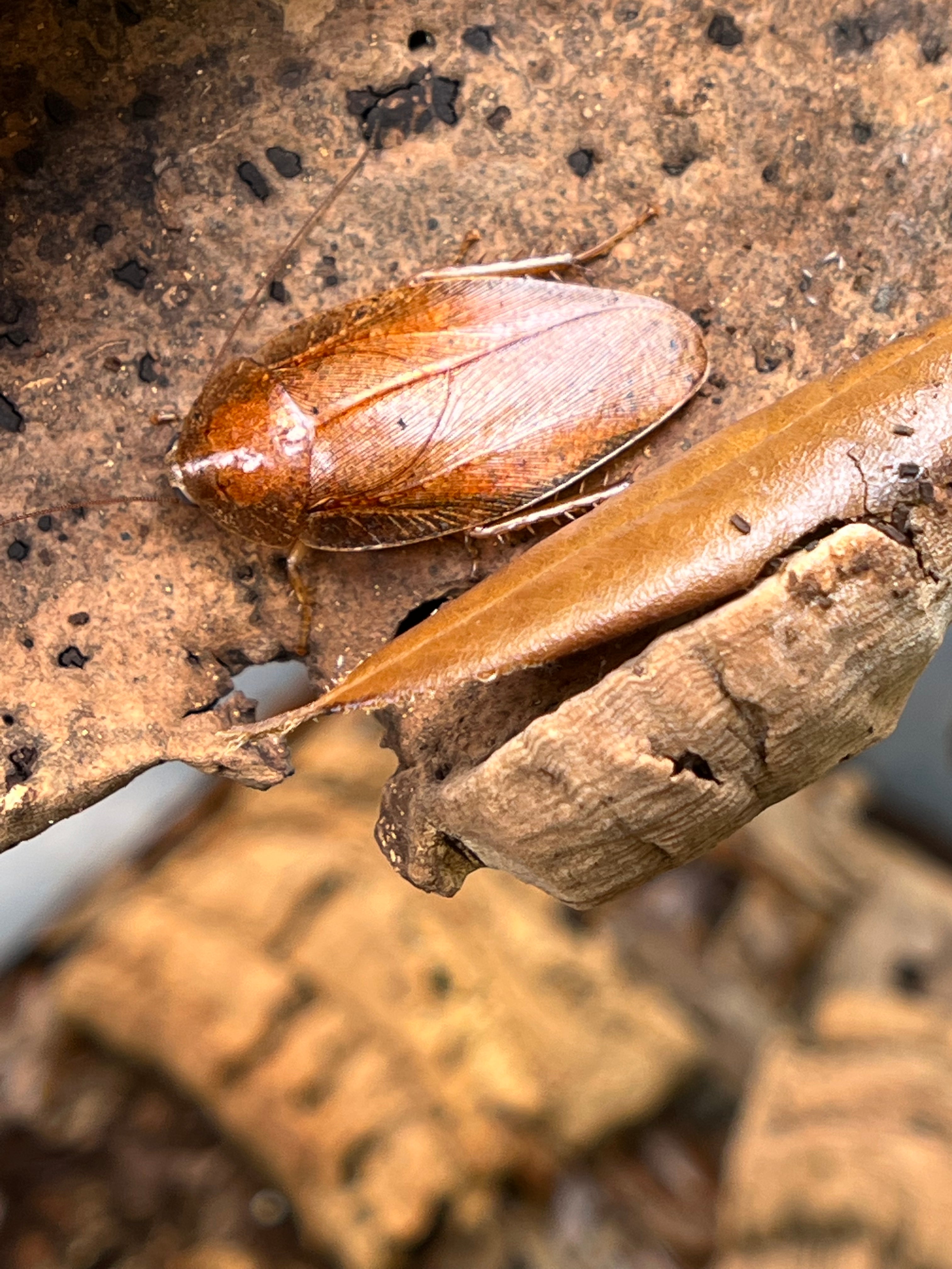 Epilamparae Sp. "Borneo" - Bornean Leaf Roach