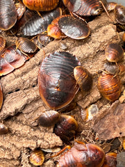 Hemiblabera Tenebricosa Horseshoe Crab Roach - 12 Ct Mixed Size