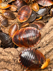 Hemiblabera Tenebricosa "Horseshoe Crab Roach"