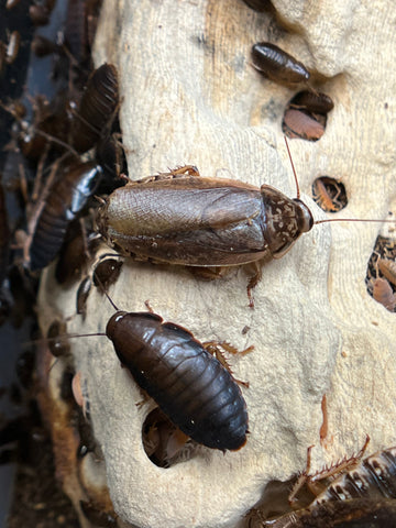 Nauphoeta Cinerea "Lobster Roach"