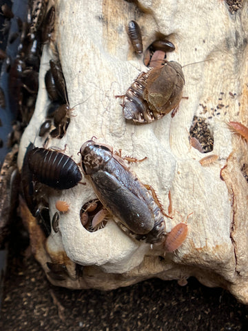 Nauphoeta Cinerea Lobster Roach - 50 Count Mix Size