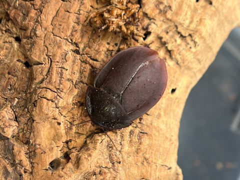 Ergaula Capucina Burmese Beetle Mimic - 12 Count Mix Size Roach