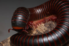 Narceus americanus “West TN” cb specimens millipede