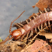 Lithobius sp. “Peachy Pink” Centipede