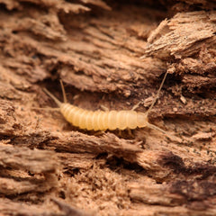 Nicoletiidae sp. “Redlands” Silverfish