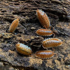 Oniscus Asellus Maple B.c Canada