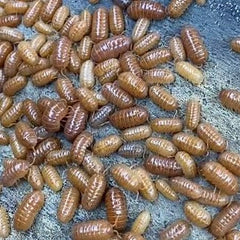 Armadillidium Orange Vigor