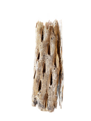 Papaya Tree Bark Supply