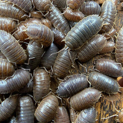 Porcellio Leavis Wild