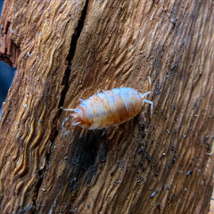 Porcellio Scaber Orange Koi