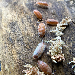 Porcellio Scaber Orange Koi